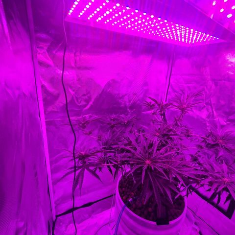 Snoop growlog photo: Training