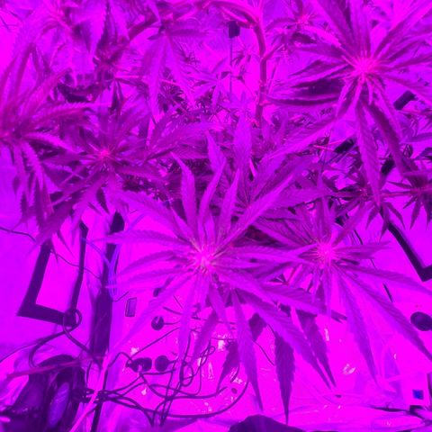 Snoop growlog photo: Training