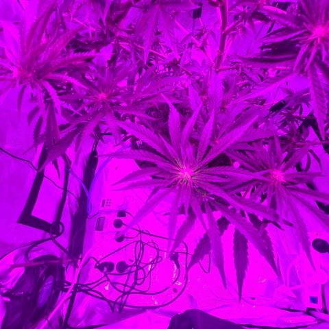 Snoop growlog photo: Training
