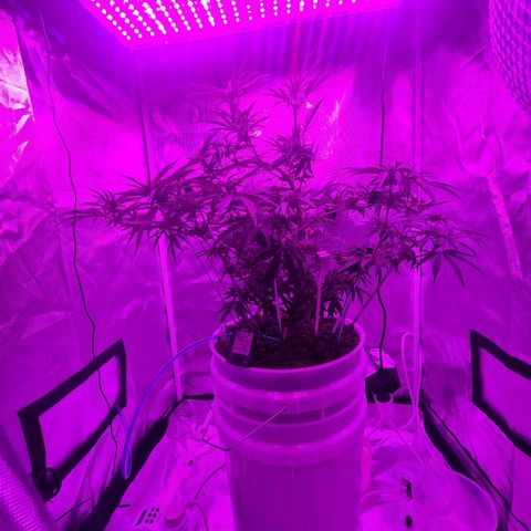 Snoop growlog photo: Training