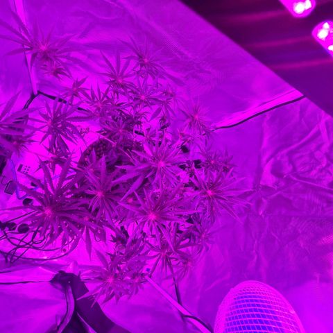 Snoop growlog photo: Training