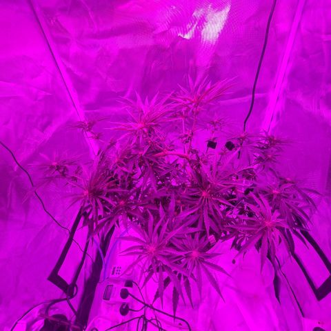 Snoop growlog photo: Training