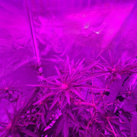 Snoop growlog photo: Training