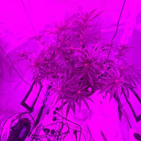 Snoop growlog timeline photo