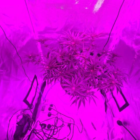 Snoop growlog timeline photo