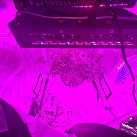 Snoop growlog timeline photo