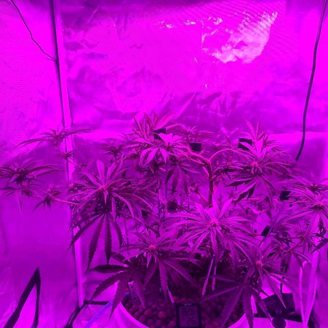Snoop growlog timeline photo