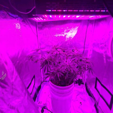 Snoop growlog timeline photo