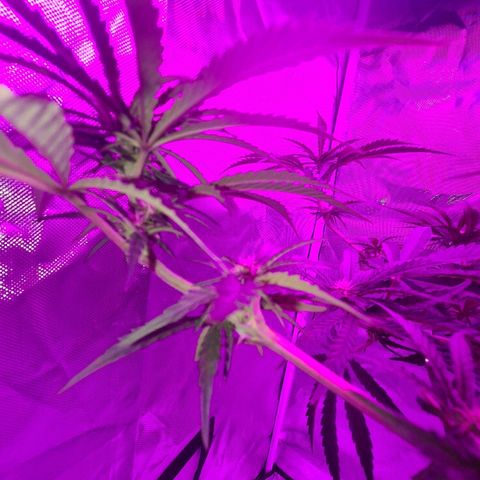 Snoop growlog timeline photo