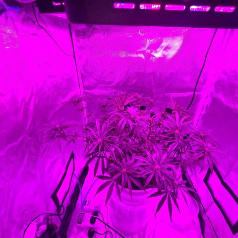 Snoop growlog timeline photo