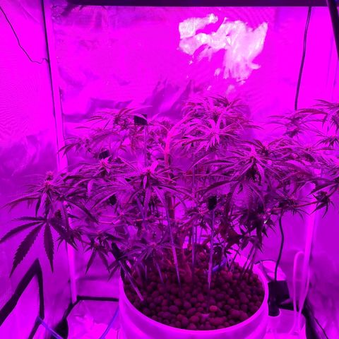 Snoop growlog timeline photo