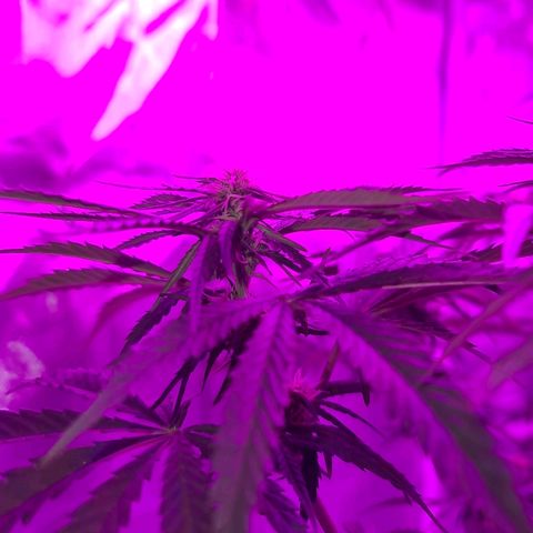 Snoop growlog timeline photo