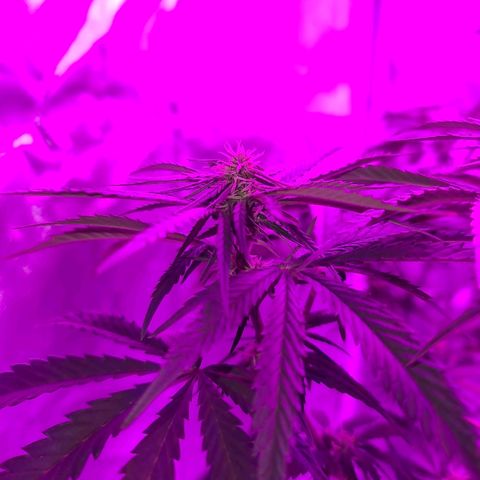 Snoop growlog timeline photo