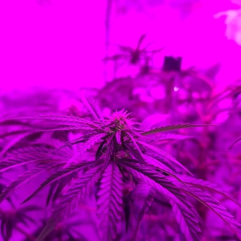 Snoop growlog timeline photo