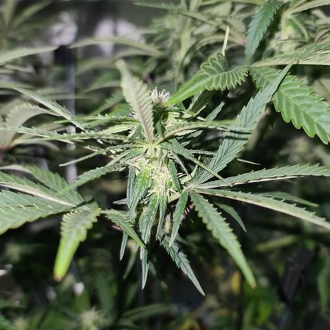 Snoop growlog timeline photo
