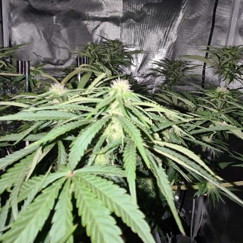 Snoop growlog timeline photo