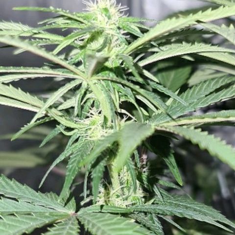 Snoop growlog timeline photo