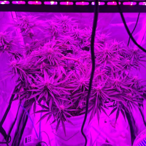Snoop growlog timeline photo