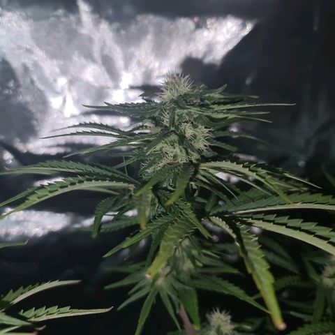 Snoop growlog timeline photo