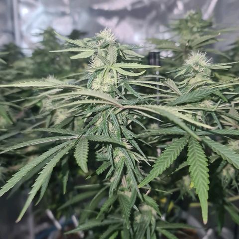 Snoop growlog timeline photo