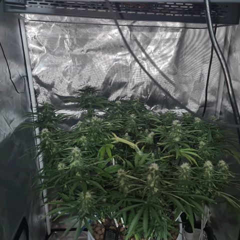 Snoop growlog timeline photo