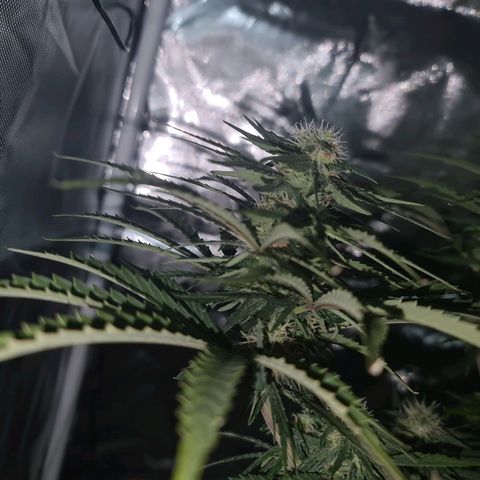 Snoop growlog timeline photo