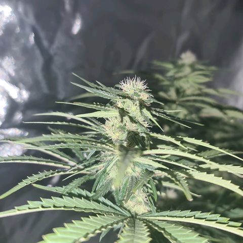 Snoop growlog timeline photo