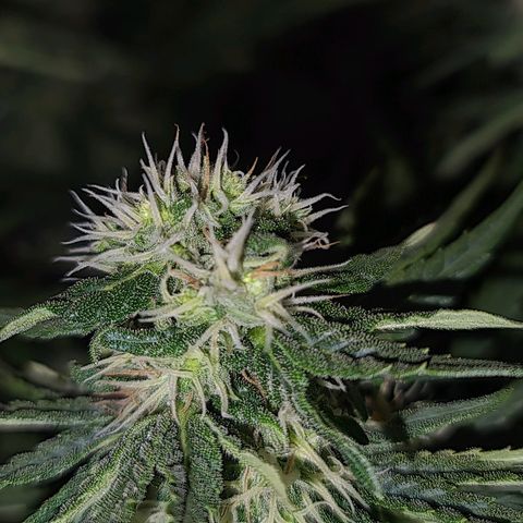 Snoop growlog timeline photo