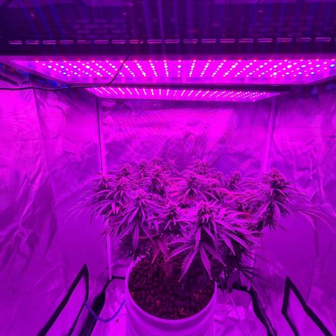 Snoop growlog timeline photo