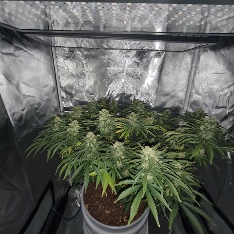 Snoop growlog timeline photo