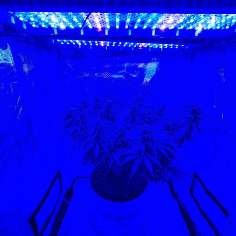 Snoop growlog timeline photo