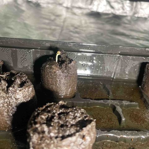 Broadway growlog timeline photo
