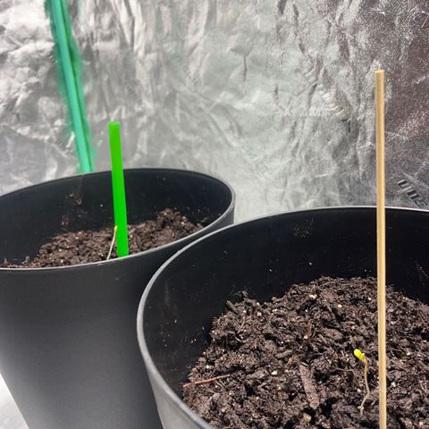 Broadway growlog timeline photo
