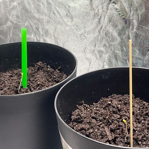Broadway growlog timeline photo