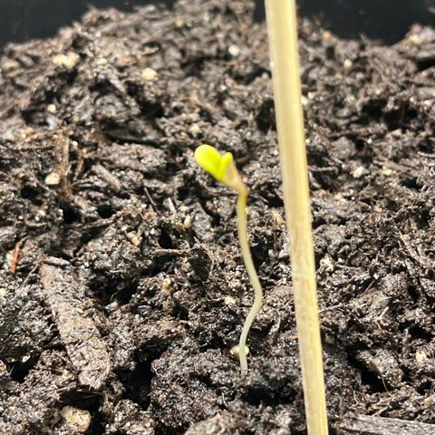 Broadway growlog timeline photo
