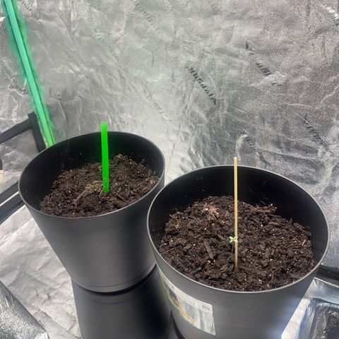 Broadway growlog timeline photo