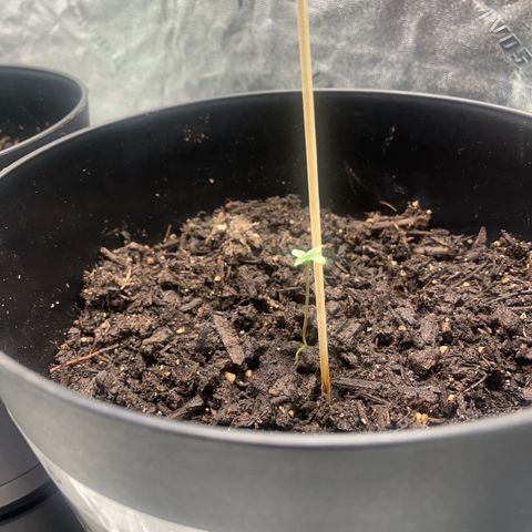 Broadway growlog timeline photo