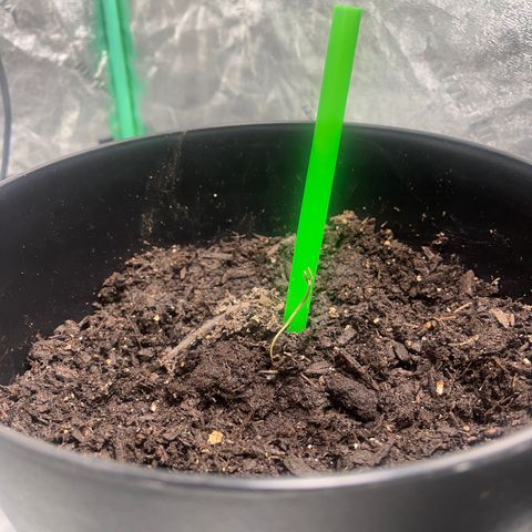 Broadway growlog timeline photo