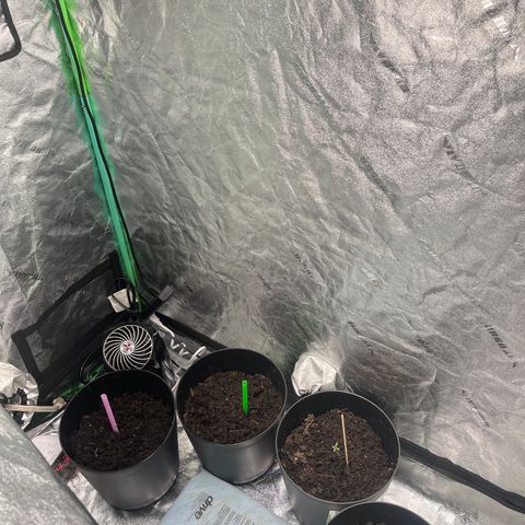 Broadway growlog timeline photo