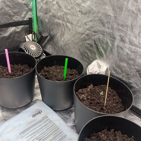 Broadway growlog timeline photo
