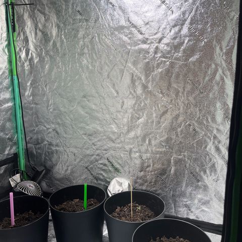 Broadway growlog timeline photo