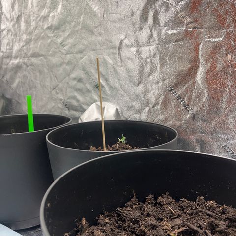 Broadway growlog timeline photo
