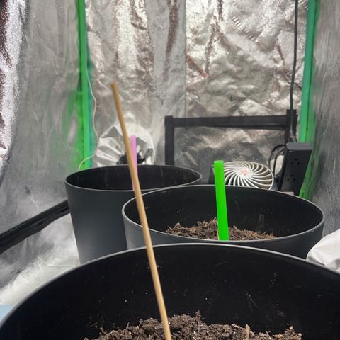 Broadway growlog timeline photo
