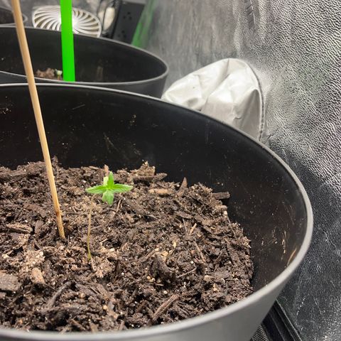 Broadway growlog timeline photo