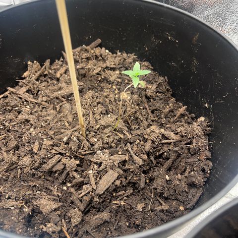 Broadway growlog timeline photo
