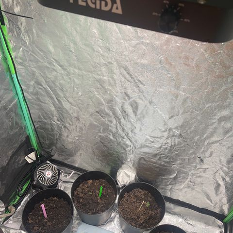 Broadway growlog timeline photo