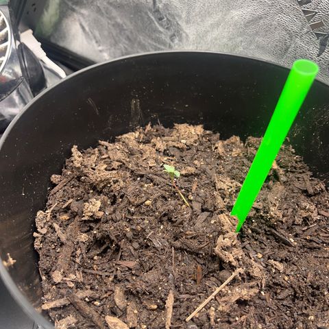 Broadway growlog timeline photo