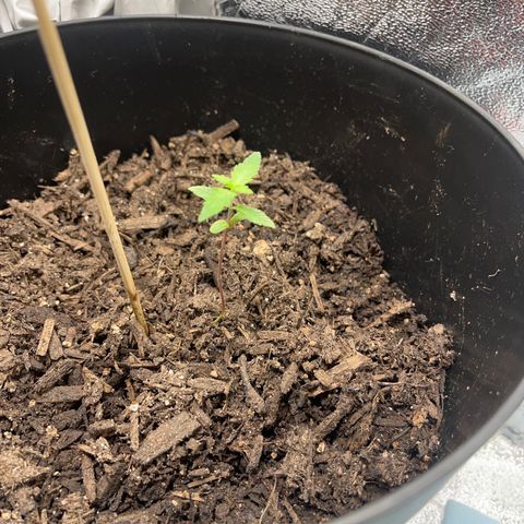 Broadway growlog timeline photo