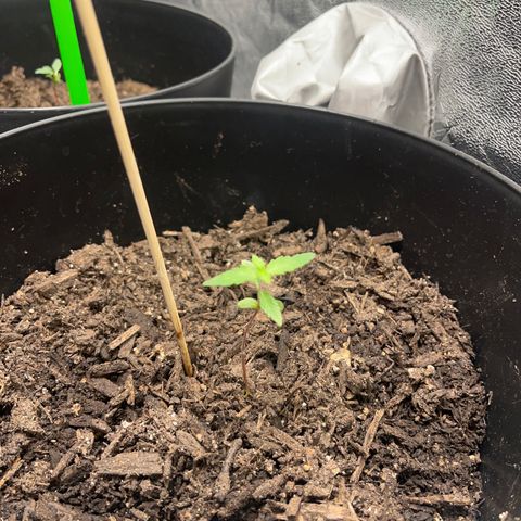 Broadway growlog timeline photo