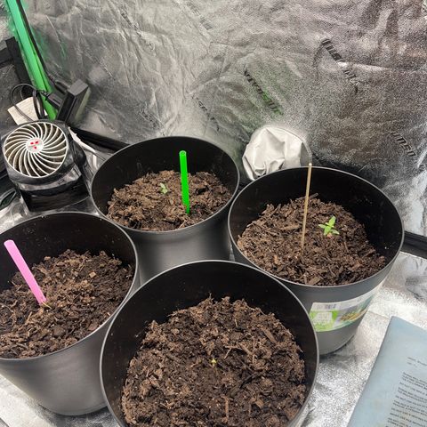 Broadway growlog timeline photo